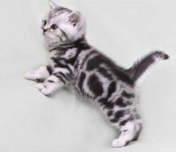 Котята серебро ШотЛанДскиЕ