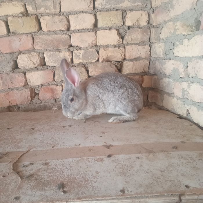 Quyon sotiladi haqiqiy gigant