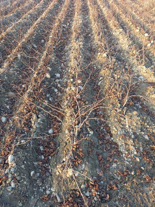 Фаргона узум ку́чатлари сотилади дехкончилик