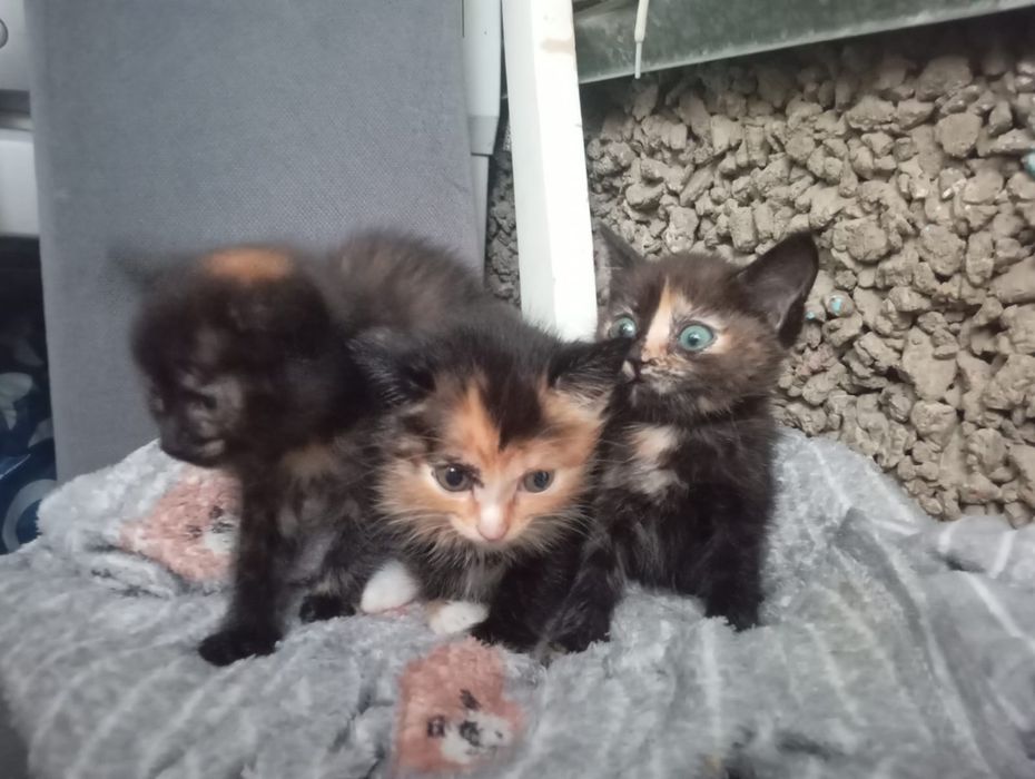 Отдам даром семью кошек , всё девочки