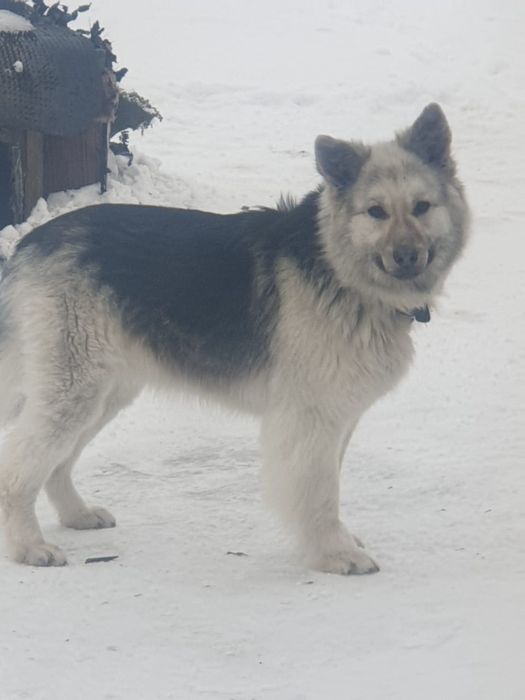 Продам собаку ВЕО