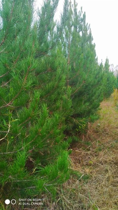 Сасна 0.5 метрдан 4 метргача