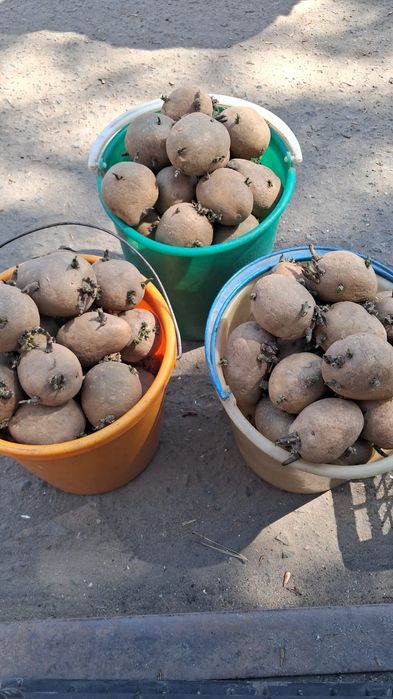 Картофель семенной сорт Гала