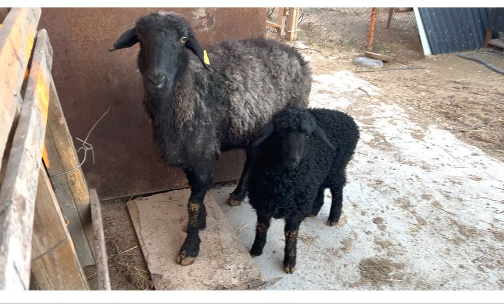 қозылы қой. 2жарым айлык