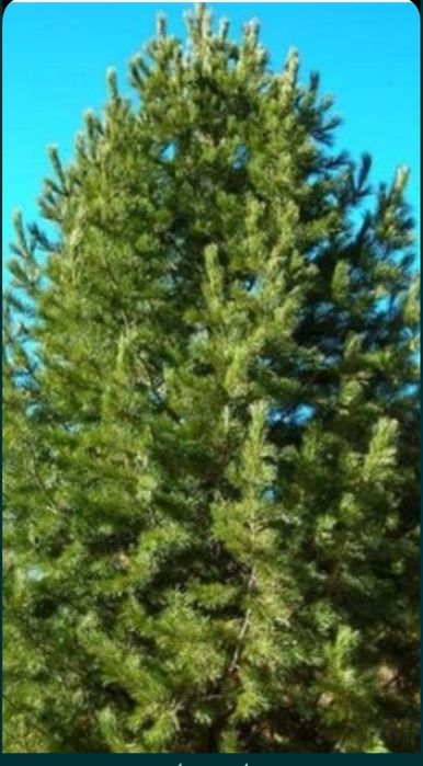 Сосны крупномеры недорого