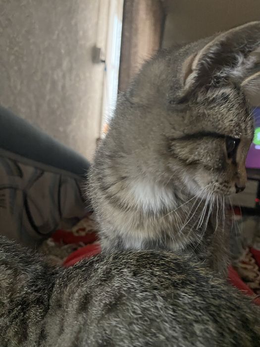 Красивые котята в добрые руки