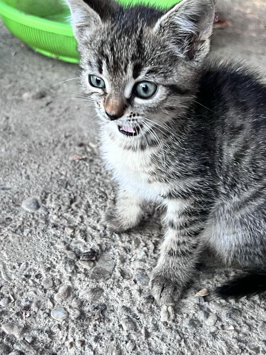 5 sufletele mici își caută familii iubitoare!