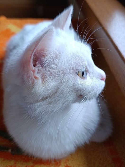 Ищу дом для кошечки