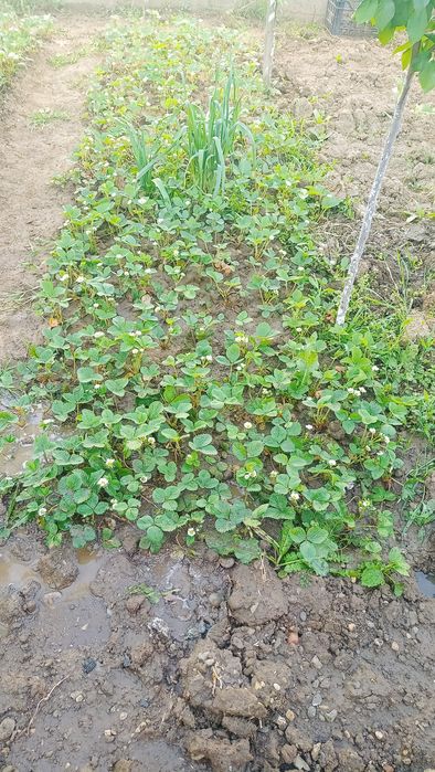 Căpșuni Albion Carrillo Joly