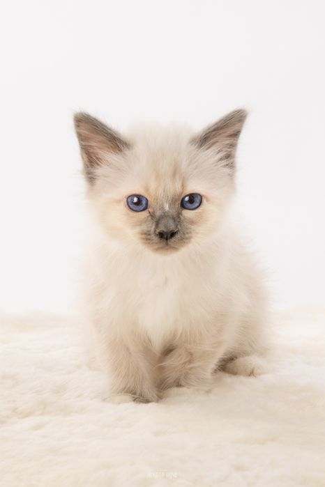 Бутикови котенца /Бирманска свещена котка