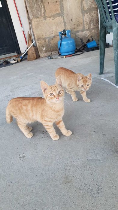 Малки котета – различни шарки