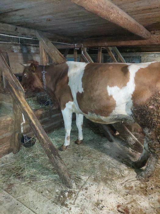 Vacă bălțată de vânzare