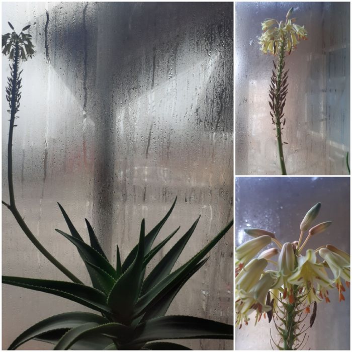 Цветок Алое -5лет