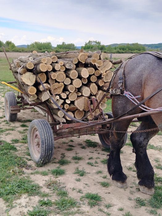 Vând armăsar 8 ani garantat
