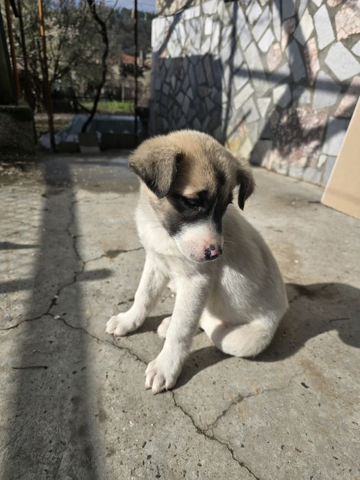 Бебе Кученце  2м