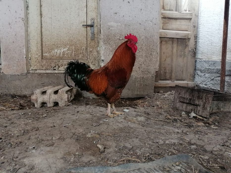 Продаются петуха
