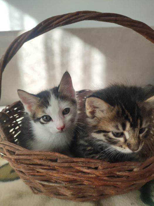 Отдам котят в любящие руки