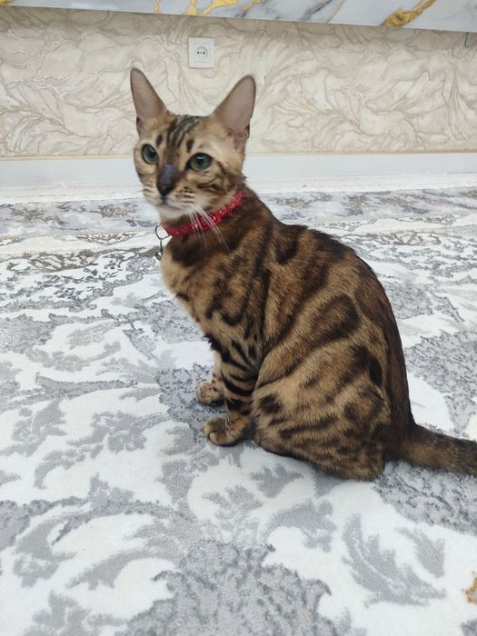 Продаётся кошка Бенгальский породы.
