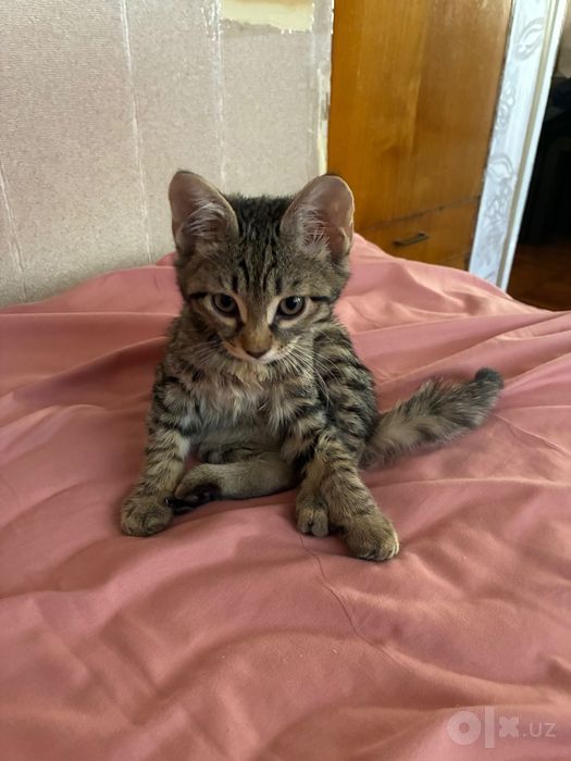 Котенок в добрые руки