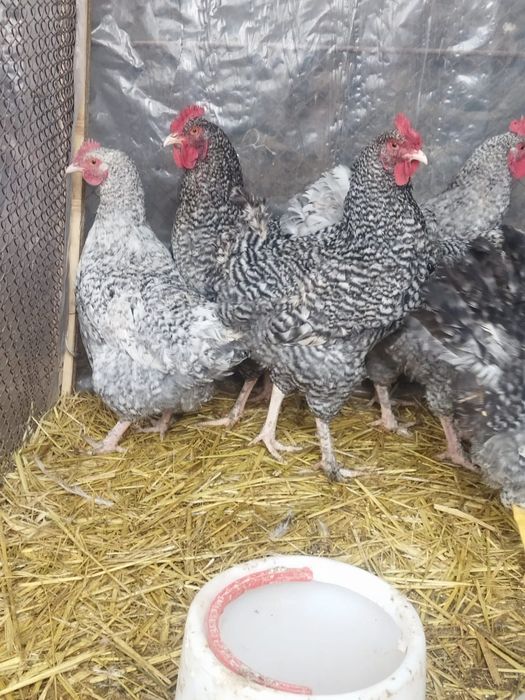 Продам куры домашние