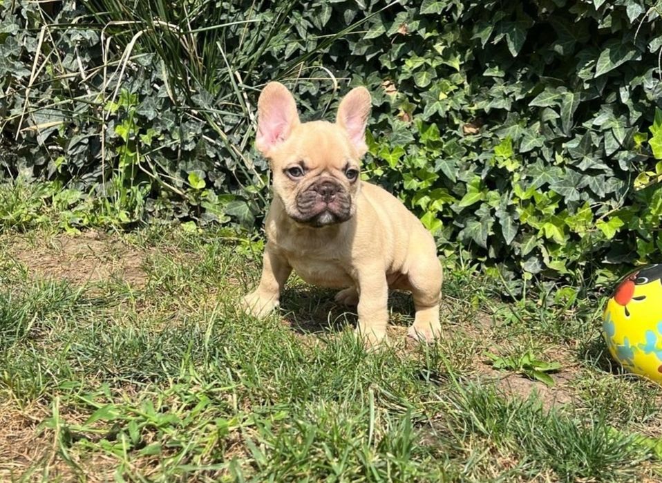 Bulldog francez femela