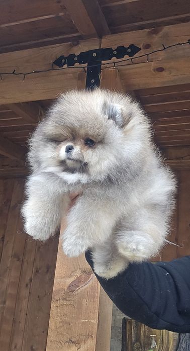 Мини Померан момче