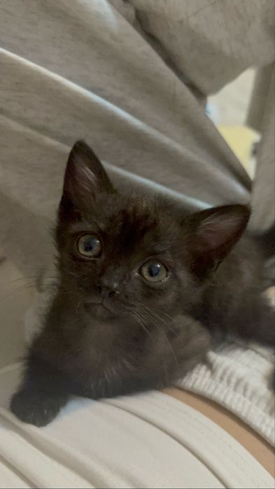 котенок ищет семью