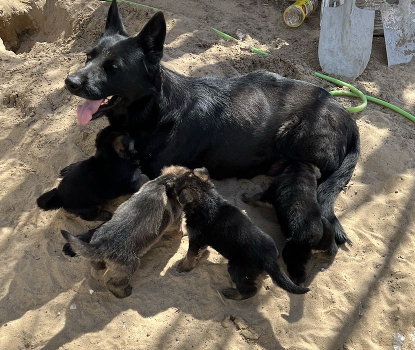 Немецкая овчарка