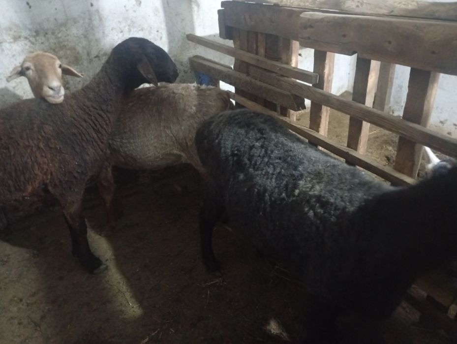 семиз саулық қойлар