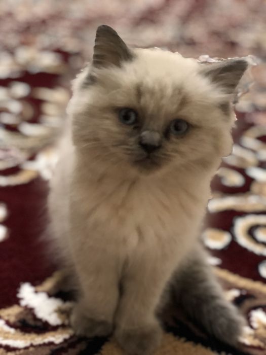 Uy mushugi 2 oylik Домашний котёнок  2 месяцев мальчик