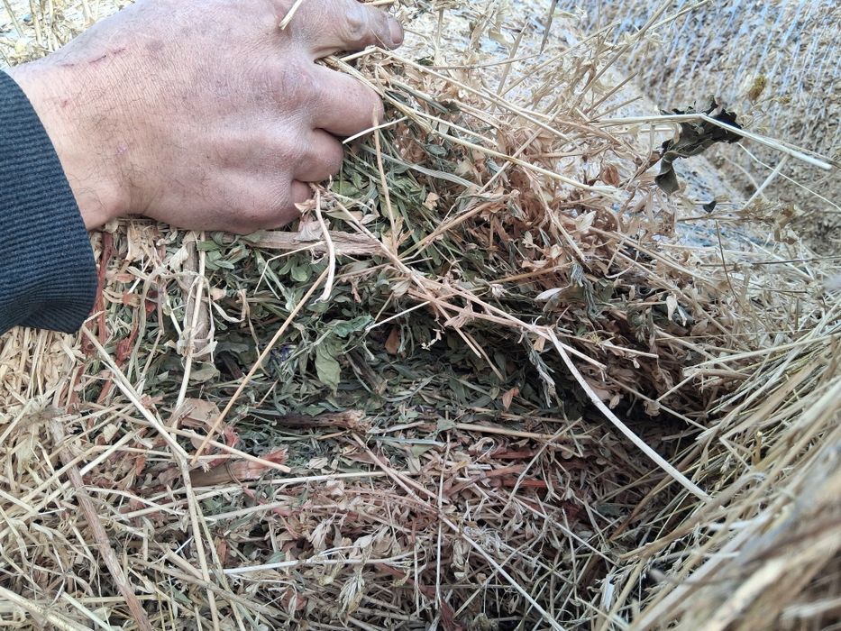 Baloți de lucernă.