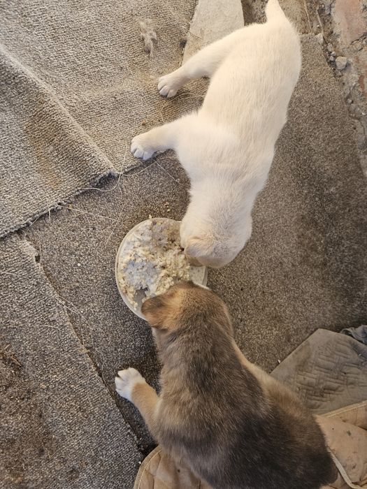 В хорошие руки щенки