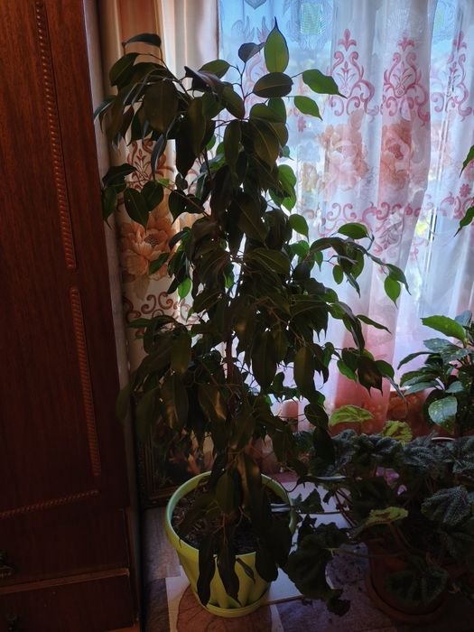 Продам цветы комнатные