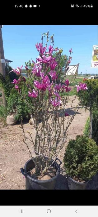 Plante ornamentale  / Amenajări grădini