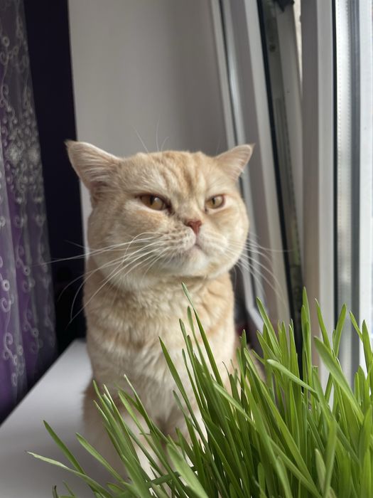 Кот британец для вязок