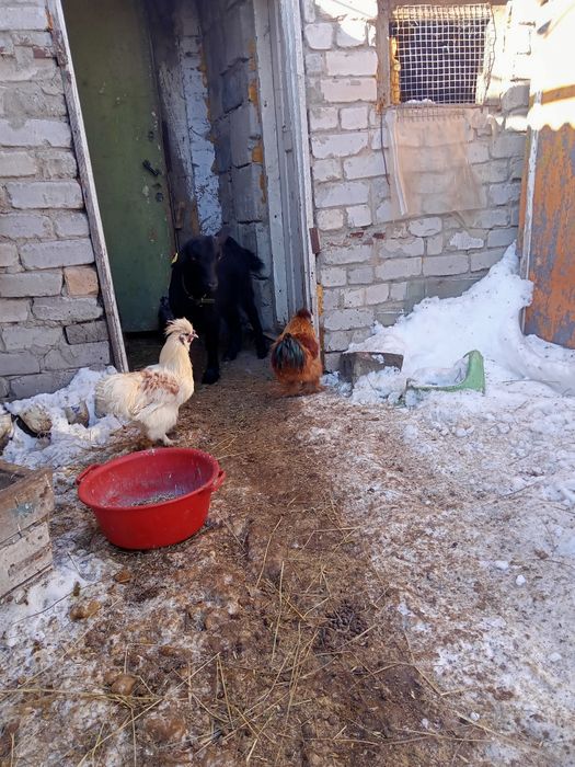 Петухи китайские