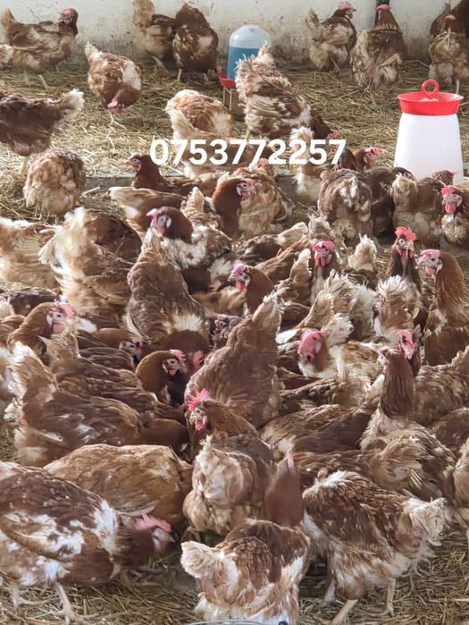 ‼️puicute rosii ouătoare ‼️