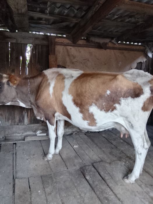 Продам молочную корову