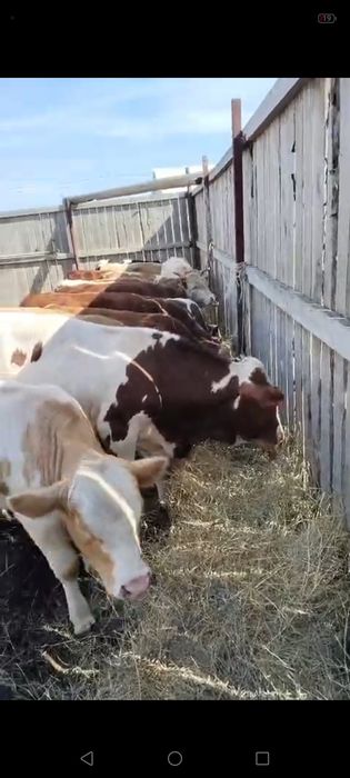Продам бычки 1,5 года