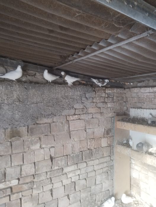 Голуби бакинцы разные