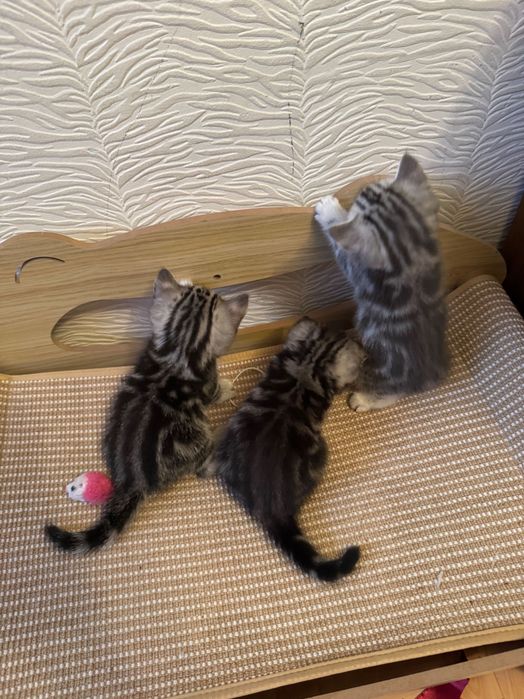 Котята Британцы 1,5 месячные