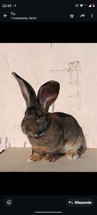 Masculi uriaș german