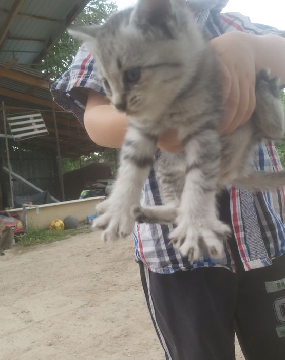 Котята бесплатно