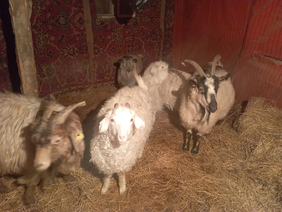 Срочно продам коз