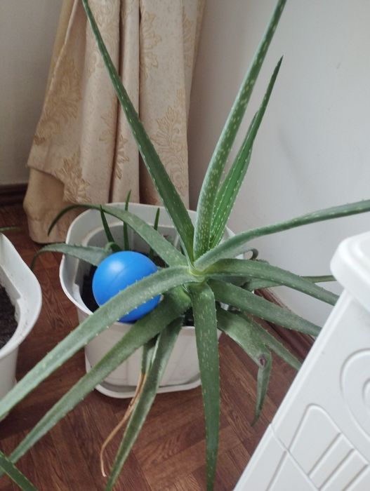 Домашние растения, цветы