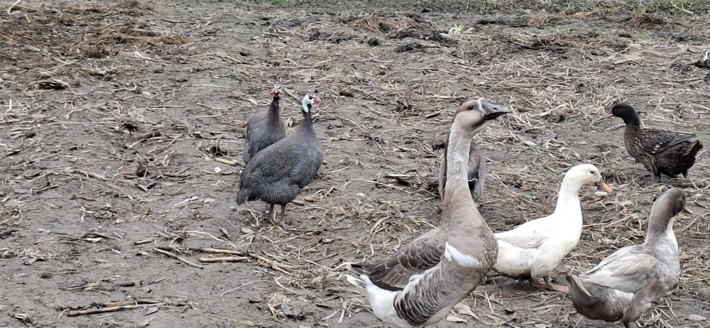 vand 2 bibiloi clasici