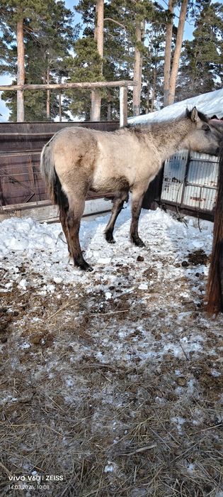 Продам жеребчиков жорга