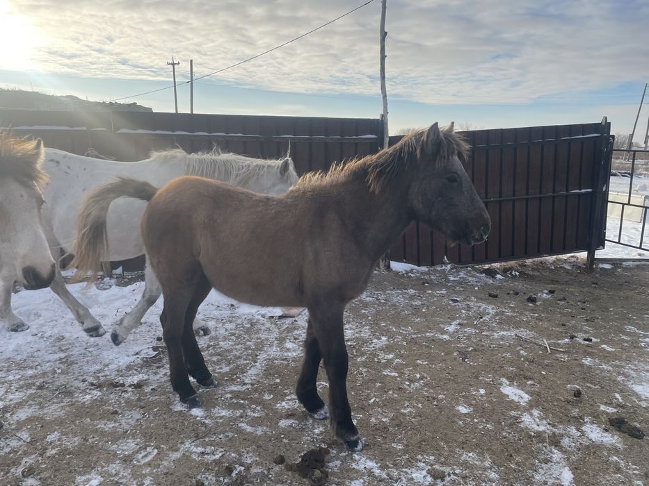 Жылкы, байтал, бие, тай 3.1млн