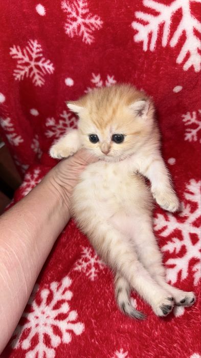 Котята чистокровные Шиншиллы апельсинки
