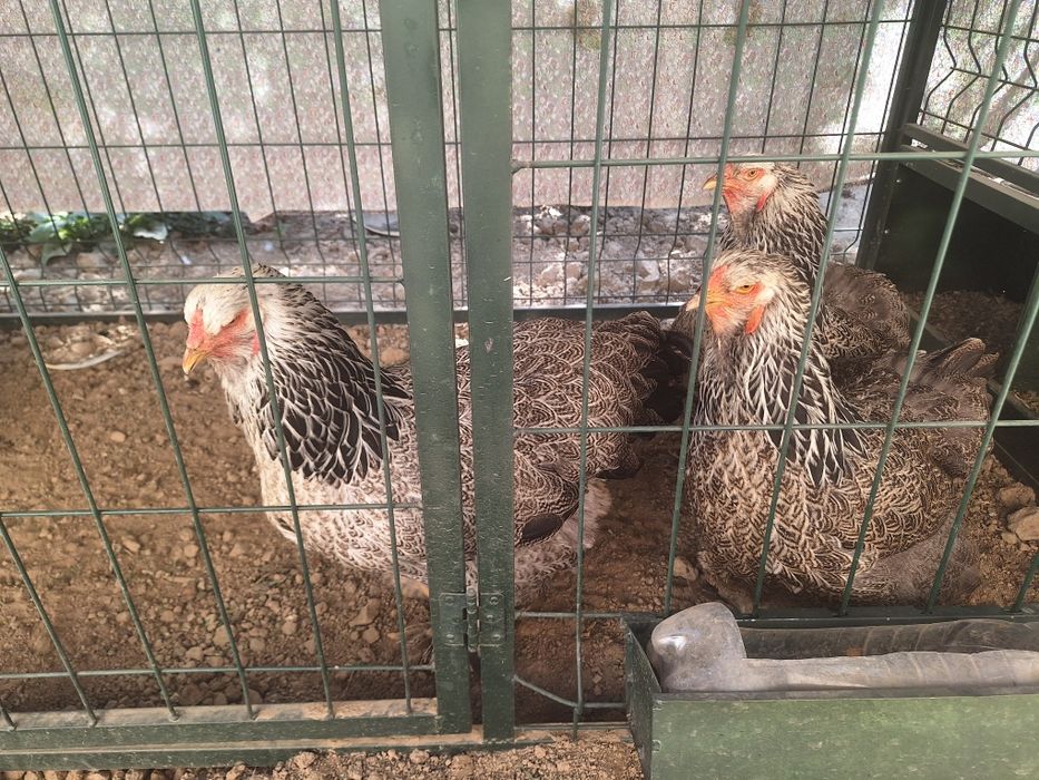 Продаются куры брама BSO. BSO брама товуклари сотилвотти.
